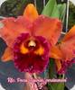 Rlc. Focus Taiwan Persimmon